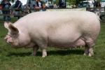 Middle White | Pig | Pig Breeds